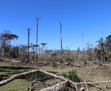 Ciência e perícia: como a Polícia Científica atua em crimes contra o meio ambiente
