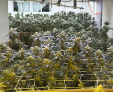 PMPR desmantela estufa de maconha com estrutura de R$ 100 mil em Curitiba