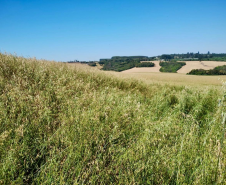 PMPR multa proprietária em R$ 330 mil por plantio ilegal em área embargada em Tibagi