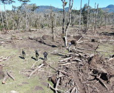 Polícias do Paraná prendem homem por desmatar 106 hectares de floresta em Rio Azul