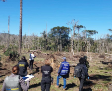 Polícias do Paraná prendem homem por desmatar 106 hectares de floresta em Rio Azul