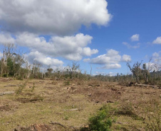 Polícias do Paraná prendem homem por desmatar 106 hectares de floresta em Rio Azul