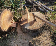 Polícias do Paraná prendem homem por desmatar 106 hectares de floresta em Rio Azul