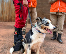 CBMPR realiza 2ª Certificação Nacional de Cães de Busca e Resgate em Cianorte 