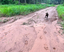 CBMPR realiza 2ª Certificação Nacional de Cães de Busca e Resgate em Cianorte 