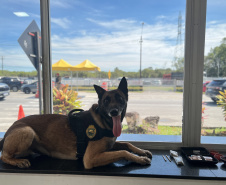 PMPR reforça policiamento nas rodovias estaduais durante Réveillon