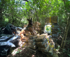 PMPR apreende 1,5 tonelada de maconha escondida em área de mata em Santa Helena