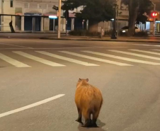 PMPR e Corpo de Bombeiros resgatam capivara em área central de Curitiba