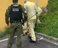PMPR e Corpo de Bombeiros resgatam capivara em área central de Curitiba