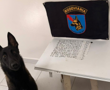 Equipe da PMPR prende homem com 289 unidades de cocaína e crack com o auxílio de cão farejador