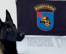 Equipe da PMPR prende homem com 289 unidades de cocaína e crack com o auxílio de cão farejador