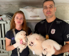 PCPR e PCIPR resgatam 50 cães em situação de maus-tratos em Piraquara