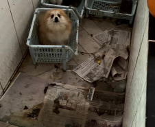 PCPR e PCIPR resgatam 50 cães em situação de maus-tratos em Piraquara