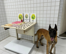 PMPR prende dois homem em flagrante e apreende 342 porções de drogas em Matinhos