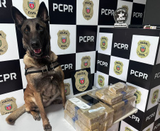 PMPR e PCPR apreendem quase 150 toneladas de drogas com apoio de cães em 2025