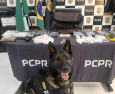 PMPR e PCPR apreendem quase 150 toneladas de drogas com apoio de cães em 2025