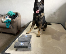 PCPR identifica envolvidos, prende mandante de duplo homicídio e apreende drogas em Matinhos