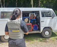 PCPR e PCIPR resgatam 50 cães em situação de maus-tratos em Piraquara