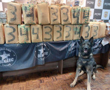 PMPR e PCPR apreendem quase 150 toneladas de drogas com apoio de cães em 2025