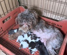 PCPR prende mulher em flagrante e resgata 80 animais em situação de maus-tratos em Curitiba