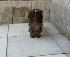 PCPR prende mulher em flagrante e resgata 80 animais em situação de maus-tratos em Curitiba