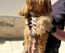 PCPR prende mulher em flagrante e resgata 80 animais em situação de maus-tratos em Curitiba