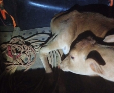 PMPR detém quatro pessoas por suspeita de abigeato e maus-tratos a animal em Apucarana