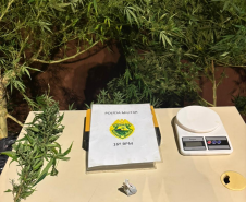 PMPR prende homem por tráfico de drogas e apreende pés de maconha em residência em Pitanga