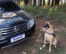 "Cão perito" do Paraná é um dos únicos especialistas em detecção de vestígios de sangue latente no Brasil