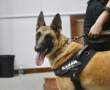 "Cão perito" do Paraná é um dos únicos especialistas em detecção de vestígios de sangue latente no Brasil