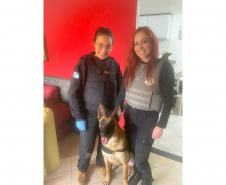 "Cão perito" do Paraná é um dos únicos especialistas em detecção de vestígios de sangue latente no Brasil