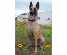 "Cão perito" do Paraná é um dos únicos especialistas em detecção de vestígios de sangue latente no Brasil