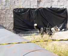 Treinamento reforça papel estratégico dos cães de busca dos bombeiros em resgates