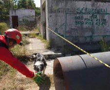 Treinamento reforça papel estratégico dos cães de busca dos bombeiros em resgates