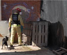 Treinamento reforça papel estratégico dos cães de busca dos bombeiros em resgates