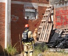 Treinamento reforça papel estratégico dos cães de busca dos bombeiros em resgates