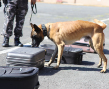 PMPR forma novos policiais especializados no uso de cães e reforça atuação no combate ao crime no Estado
