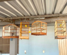 PMPR autua responsável por manter aves silvestres em cativeiro em Medianeira