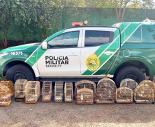PMPR autua responsável por manter aves silvestres em cativeiro em Medianeira