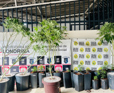 PMPR apreende plantas de maconha e balanças após denúncias em Londrina