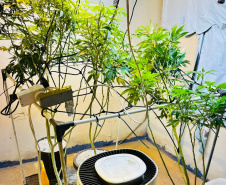 PMPR apreende plantas de maconha e balanças após denúncias em Londrina