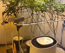 PMPR apreende plantas de maconha e balanças após denúncias em Londrina