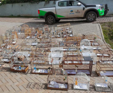 PMPR e IAT apreendem 95 aves e aplicam mais de R$ 400 mil em multas em Guarapuava