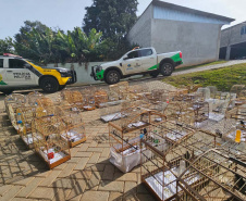 PMPR e IAT apreendem 95 aves e aplicam mais de R$ 400 mil em multas em Guarapuava