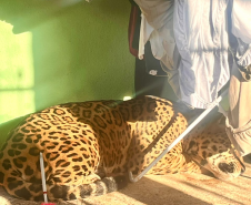 PMPR resgata onça-pintada em área residencial de Foz do Iguaçu