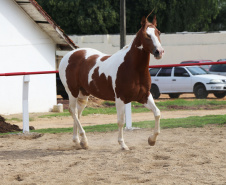 Pinhais, 05 de Abril de 2019. Inauguração Haras Palmital.
