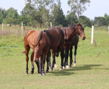 Pinhais, 05 de Abril de 2019. Inauguração Haras Palmital.