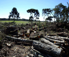Desmatamento de Pinheiros, Embuia e arvores nativas, a 120 km de Curitiba no município de Piên, tecnicos do Instituto Ambiental do Paraná, IAP e Polícia Florestal, multaram econfiscaram toda a madeira derrubada, as multas chegaram a 80 mil reais, o total da área desmatada é de 12 ectares divididos em cinco propriedades, foram 86 pinheiros, 406 ávores nativas, 154 metros de lenha estaleirado e 17 toras de pinheiros estaleirados, Piên-Pr 27,07,2005>Foto Denis Ferreira Netto.
