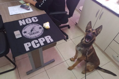 PCPR e PMPR deflagram operação contra o tráfico drogas no Sudoeste do Estado