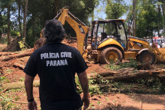 PCPR prende homem por corte ilegal de árvores em Curitiba